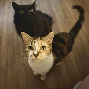 Pico and Chip's Catsitting Fund