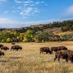 Custer State Park
