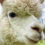 Lilymoore Alpaca Farm Tour