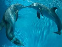 Clearwater Marine Aquarium