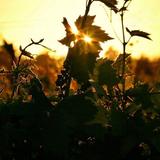 Klinker Brick Winery