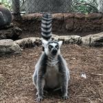 Monkey Jungle