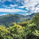 El Yunque National Rainforest
