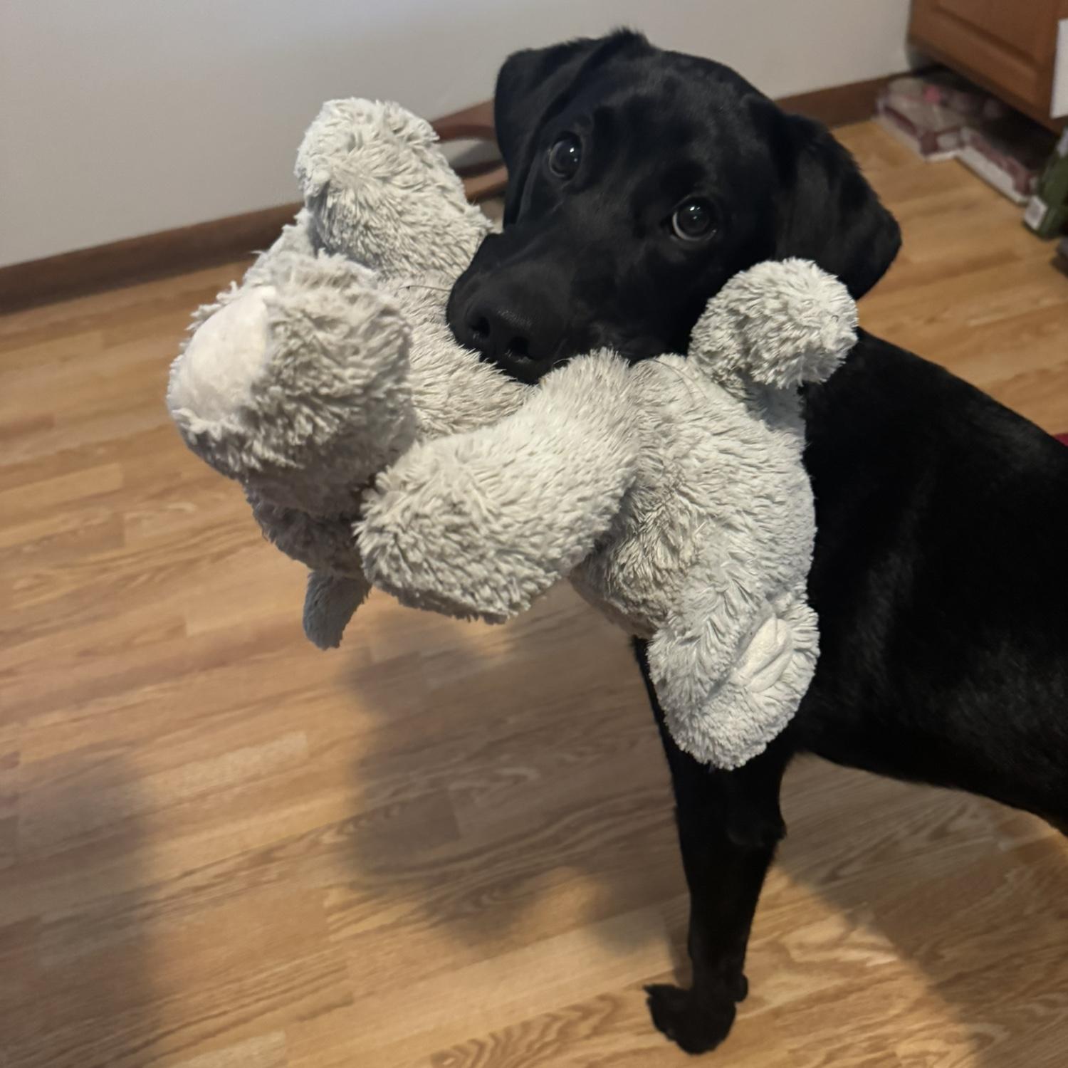 Moby with Maru's elephant, a favorite of his now