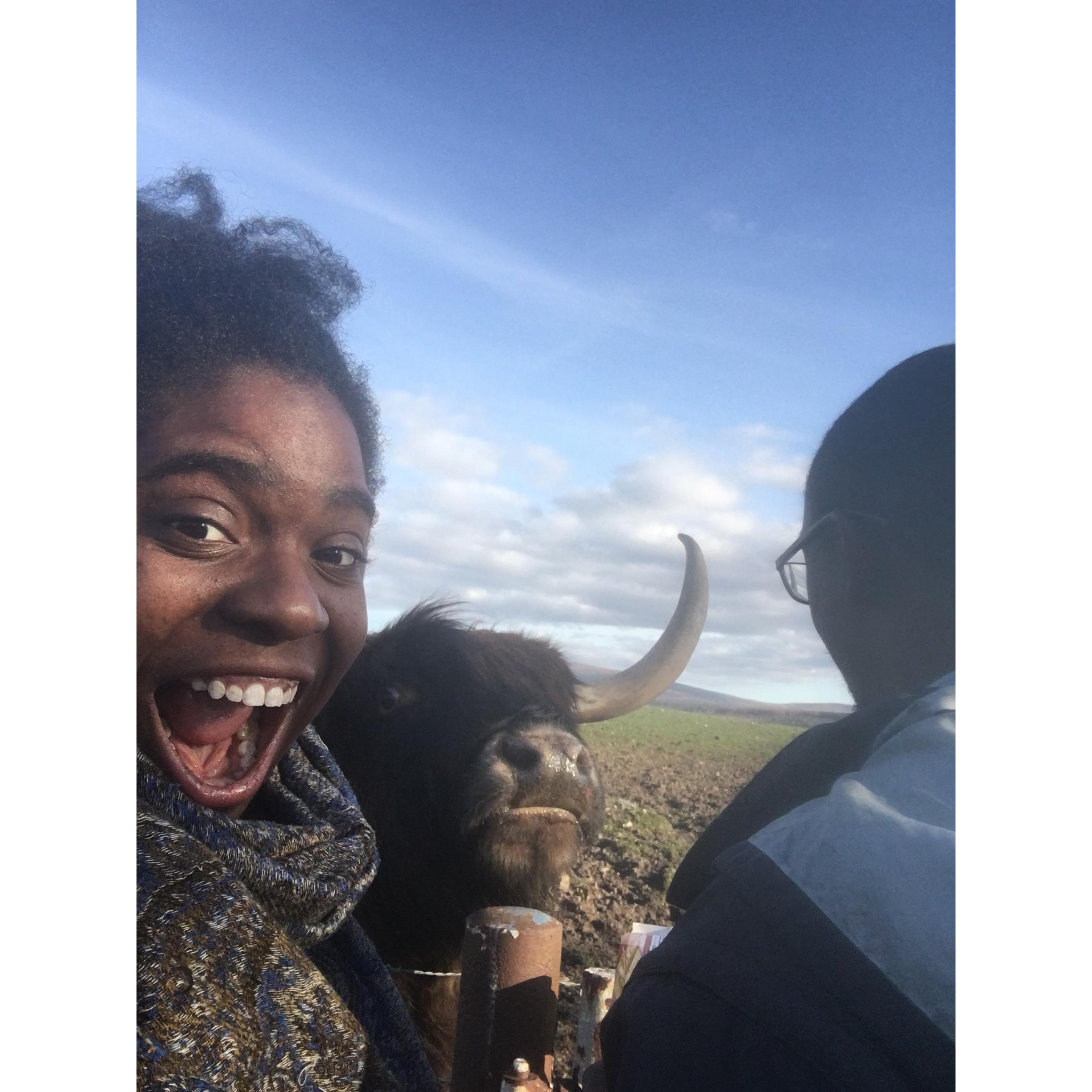 Bearing witness to the majestic Highland Cow in Scotland!