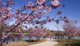 Lake Balboa/Anthony C. Beilenson Park