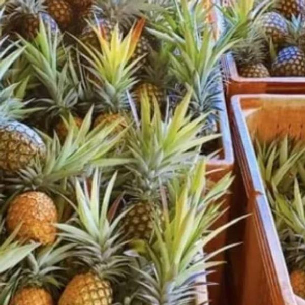 Kauai's Pineapple Farm Tour
