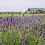 Lavender By The Bay Calverton