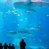 Georgia Aquarium
