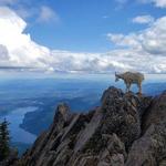 Mount Ellinor Hike