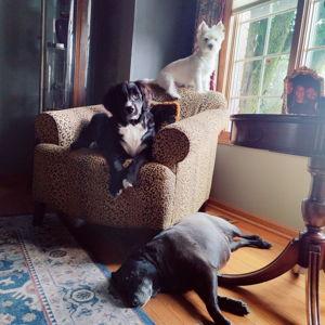 Year's Supply Of Pup Treats