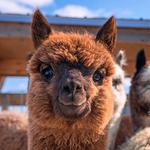 Stormwind Alpacas Farm and Farm Store