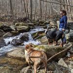 Hiking in Shenandoah National Park