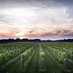 Bedell Cellars