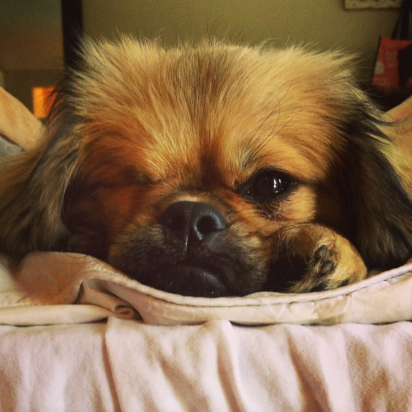 Willy Dog