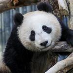 San Diego Zoo