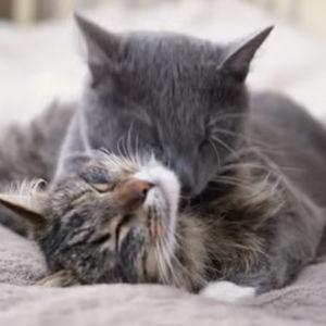 Cat Treats + Food