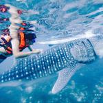 Whale Shark Watching