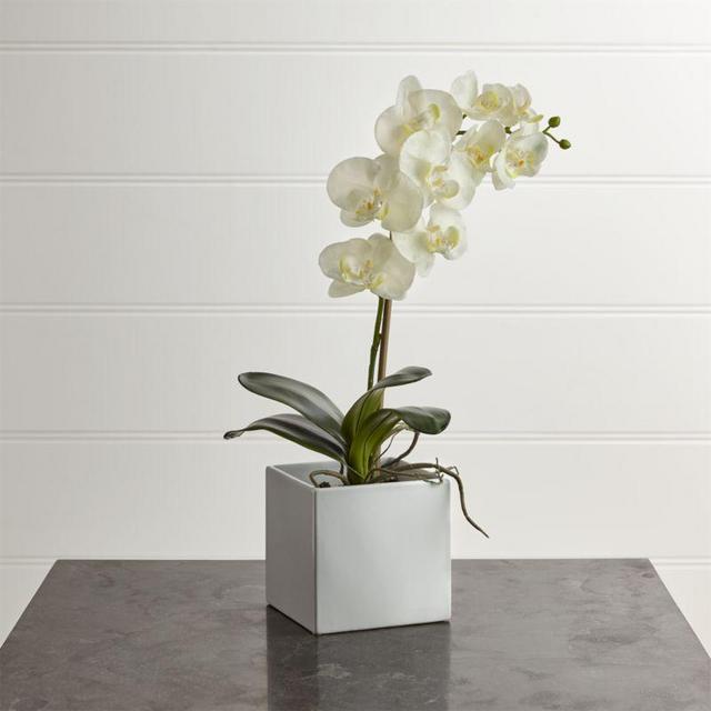 Large Potted Orchid Plant 22" H