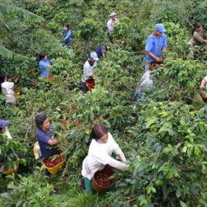 Coffee Plantation Tour + Private Tasting in Arusha Highlands