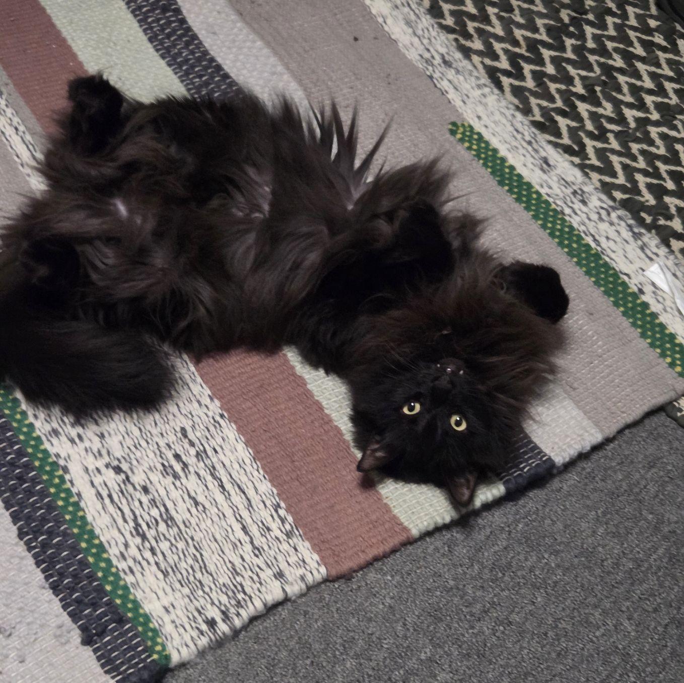 Taro. He hopes you never notice him.