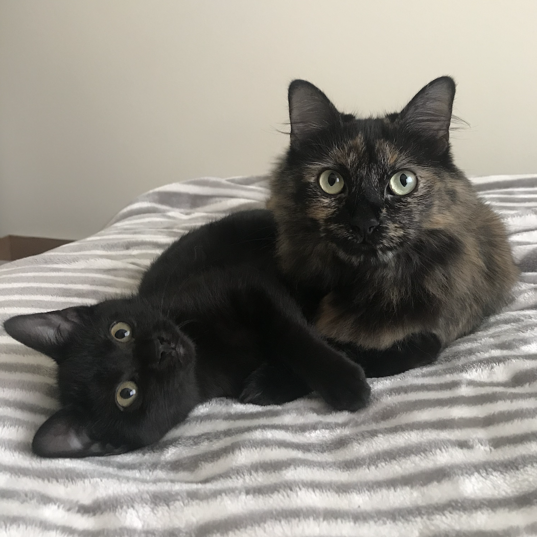 It was one of the happiest sights we could see- finding the girls cuddling together, constantly!
August 2020