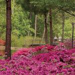 Callaway Gardens