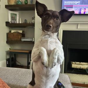 Help Us Pay Rent!
