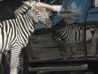 Harmony Park Safari