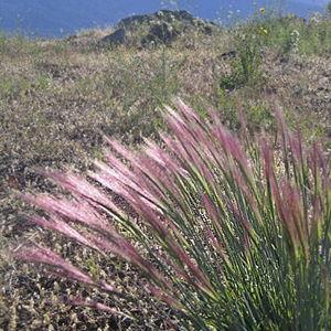 Purple Needlegrass (1)