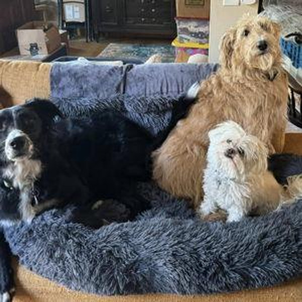 Pet Sitter For Our Honeymoon