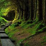 Ballinastoe Woods