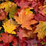 Leaf Peeping
