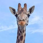 Noah's Ark Zoo Farm
