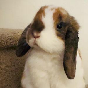 Raising Our New Bunny