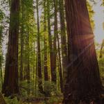 Redwood Trees