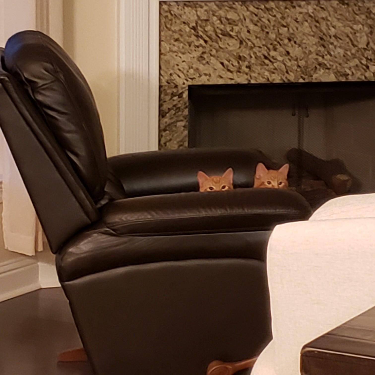 We brought home two sweet and cuddly kitties, Blitz and Cheddar!