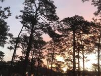 Long Leaf Park