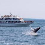 Hyannis Whale Watcher Cruises
