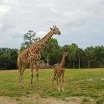 Jacksonville Zoo and Gardens