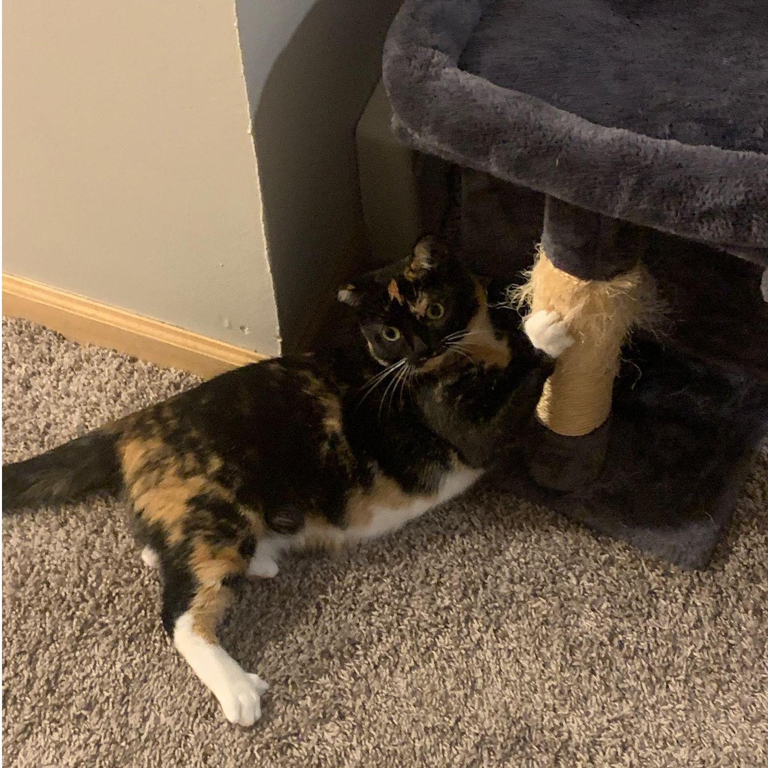 Bonus picture of our cat, Fig