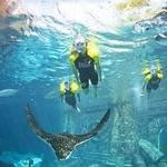 Marine Adventures