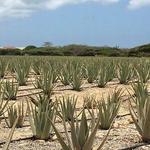 Aruba Aloe Factory Museum and Store