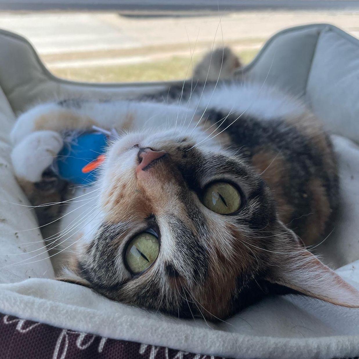 Our beauty queen and first fur baby, Lily Lou. She (literally) fell into our life in 2019 and has been our constant loving and sassy companion since then.