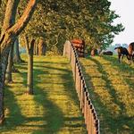 Horse Farm Tours