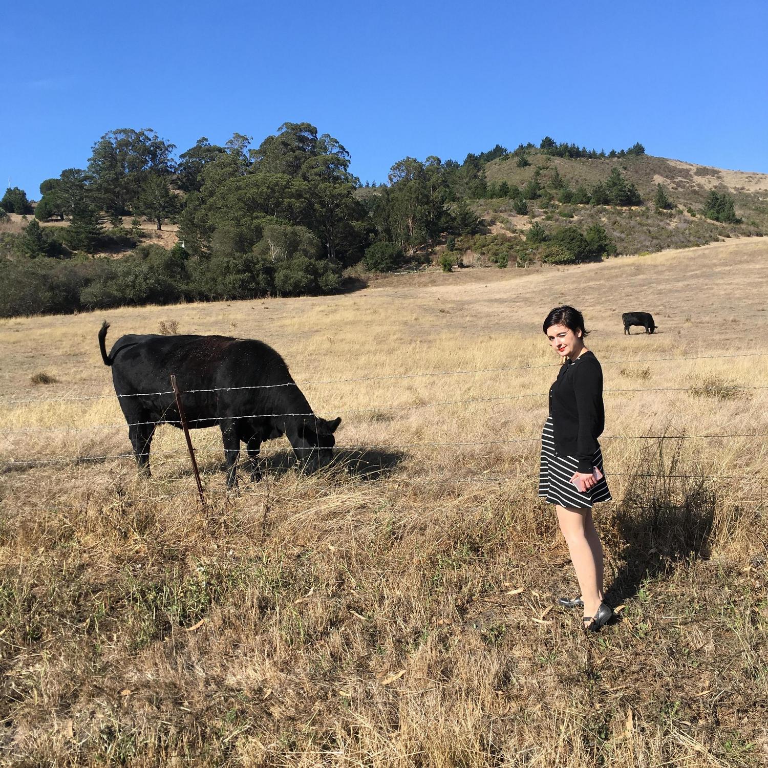 Cows outside Bakersfield on our way home.