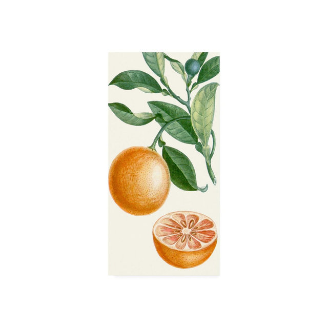 Turpin Turpin Fruit II Canvas Art - 15" x 20"