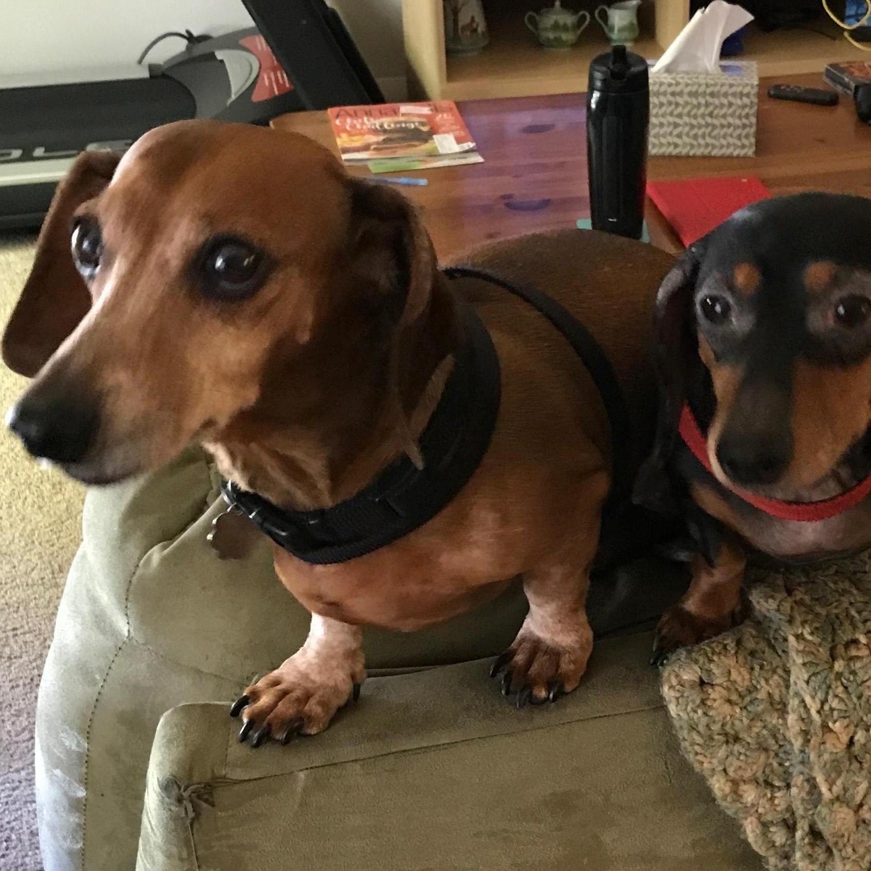 Juno And George, our fur babies!