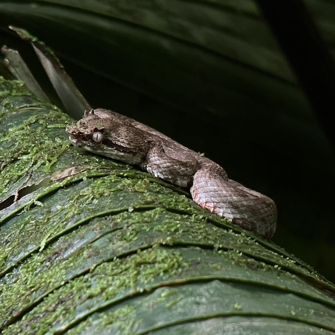 Eyelash Pit Viper