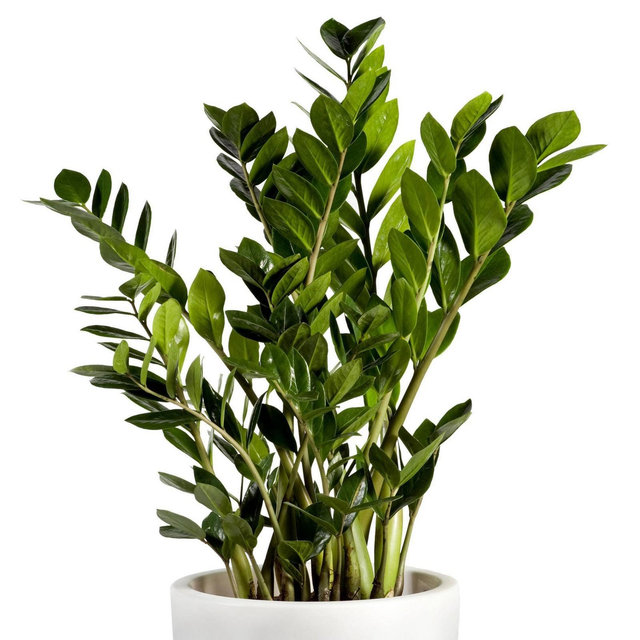 ZZ Plant - National Plant Network